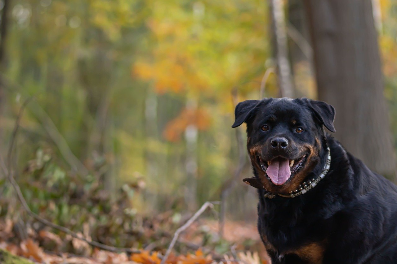 The Unique Features of Rottweilers